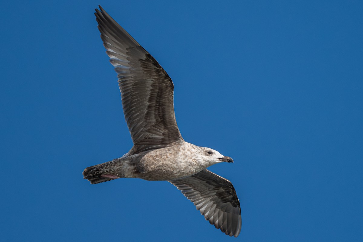 American Herring x California Gull (hybrid) - ML624188943