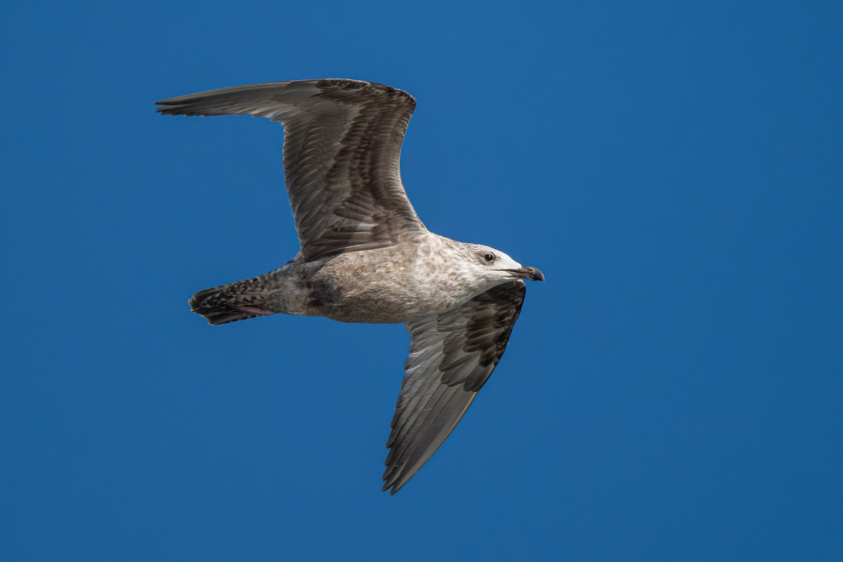 American Herring x California Gull (hybrid) - ML624188945