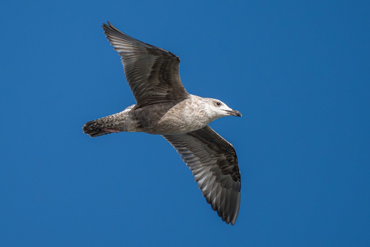 American Herring x California Gull (hybrid) - ML624188947