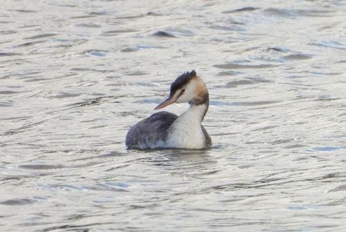 Great Crested Grebe - James Hill