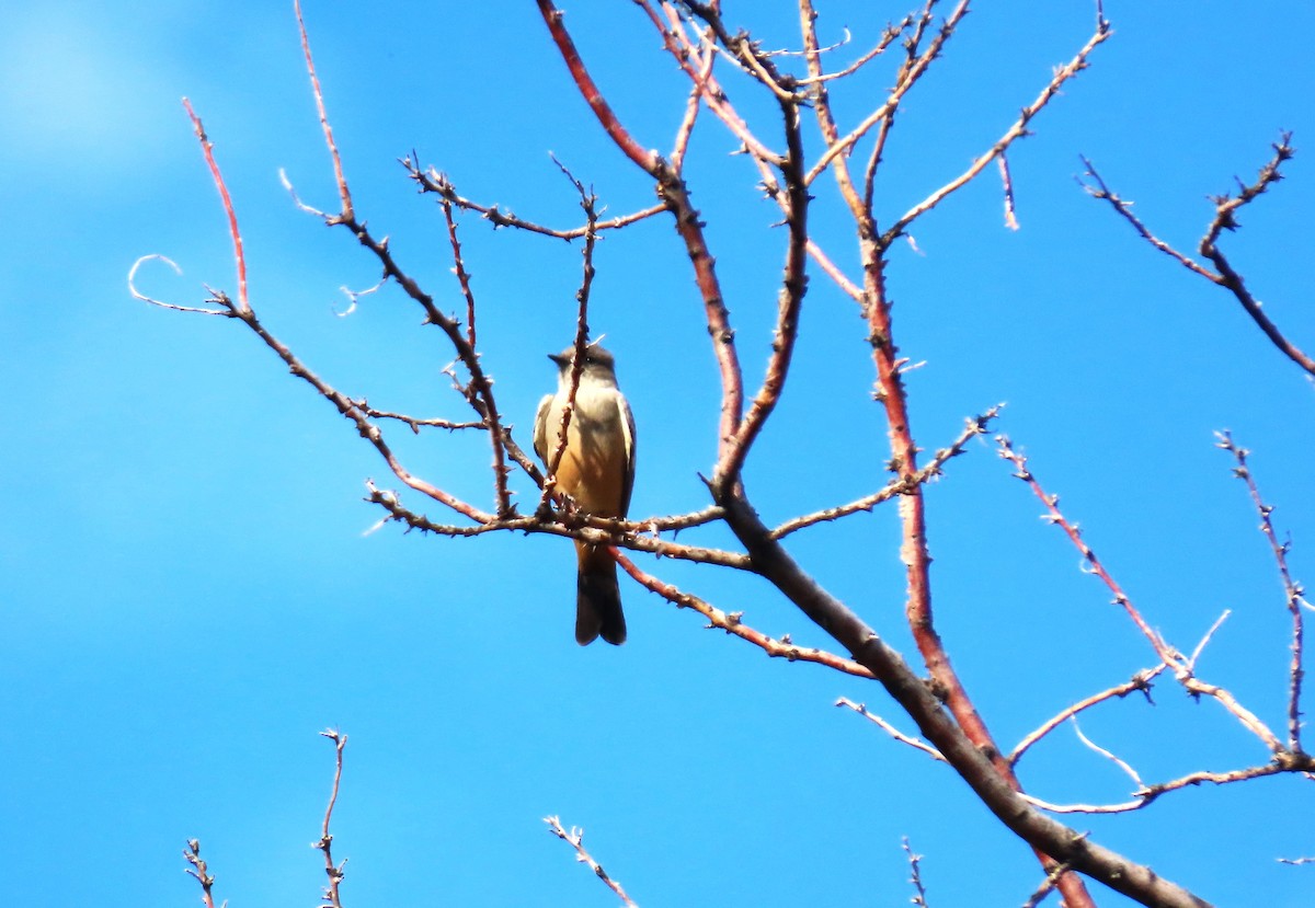 Say's Phoebe - Sandy Beranich