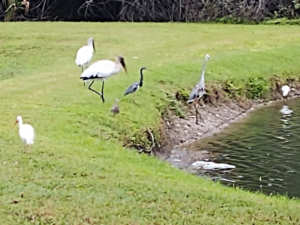 Little Blue Heron - ML624189006