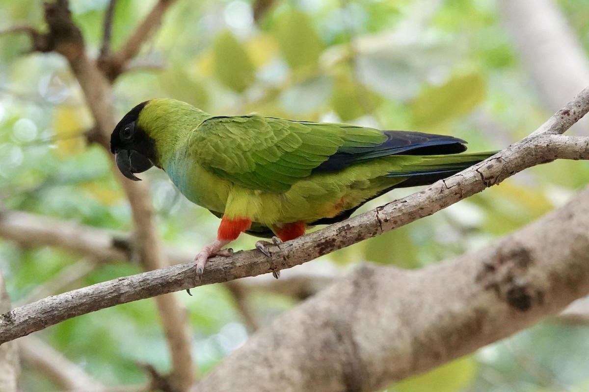 Conure nanday - ML624189012