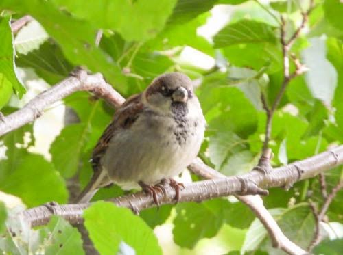 House Sparrow - James Hill