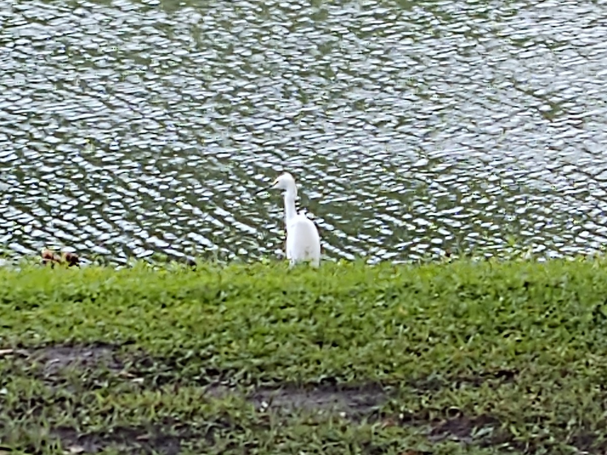 Snowy Egret - ML624189022