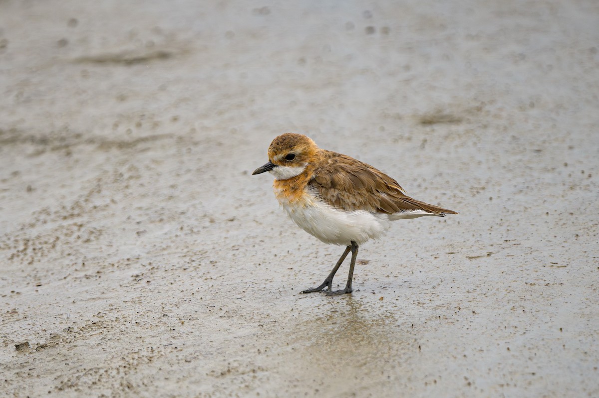 Tibetan Sand-Plover - ML624189063