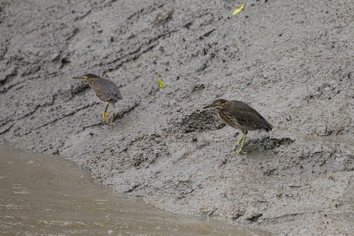 Striated Heron - ML624189076