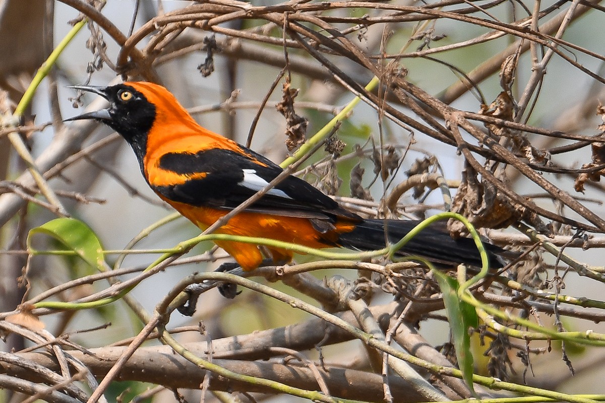 Orange-backed Troupial - ML624189080