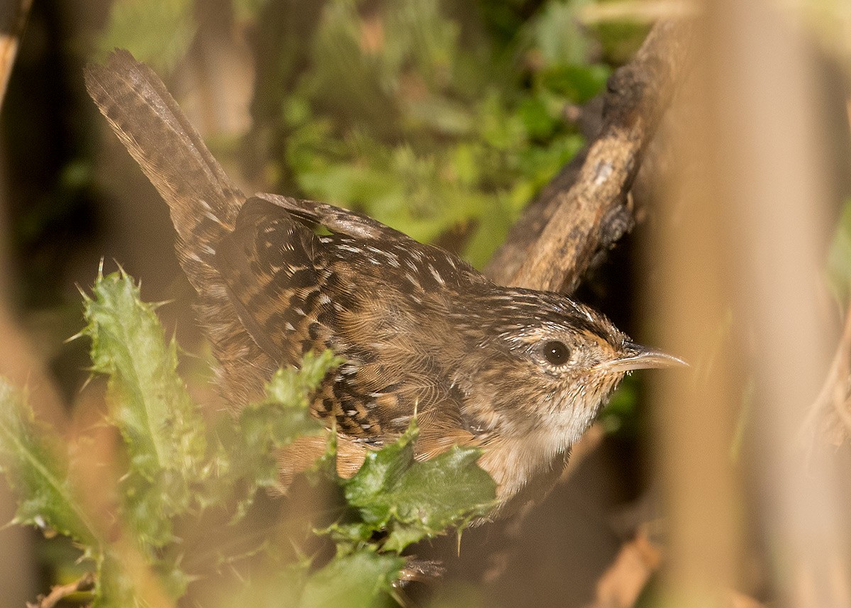 Sedge Wren - Doug Backlund