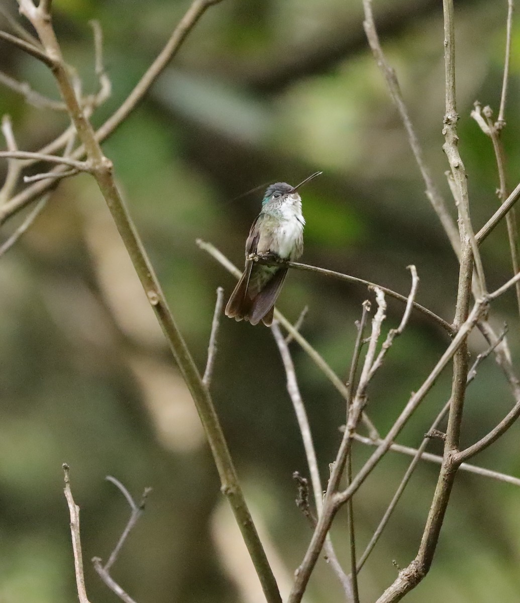 Azure-crowned Hummingbird - ML624189111