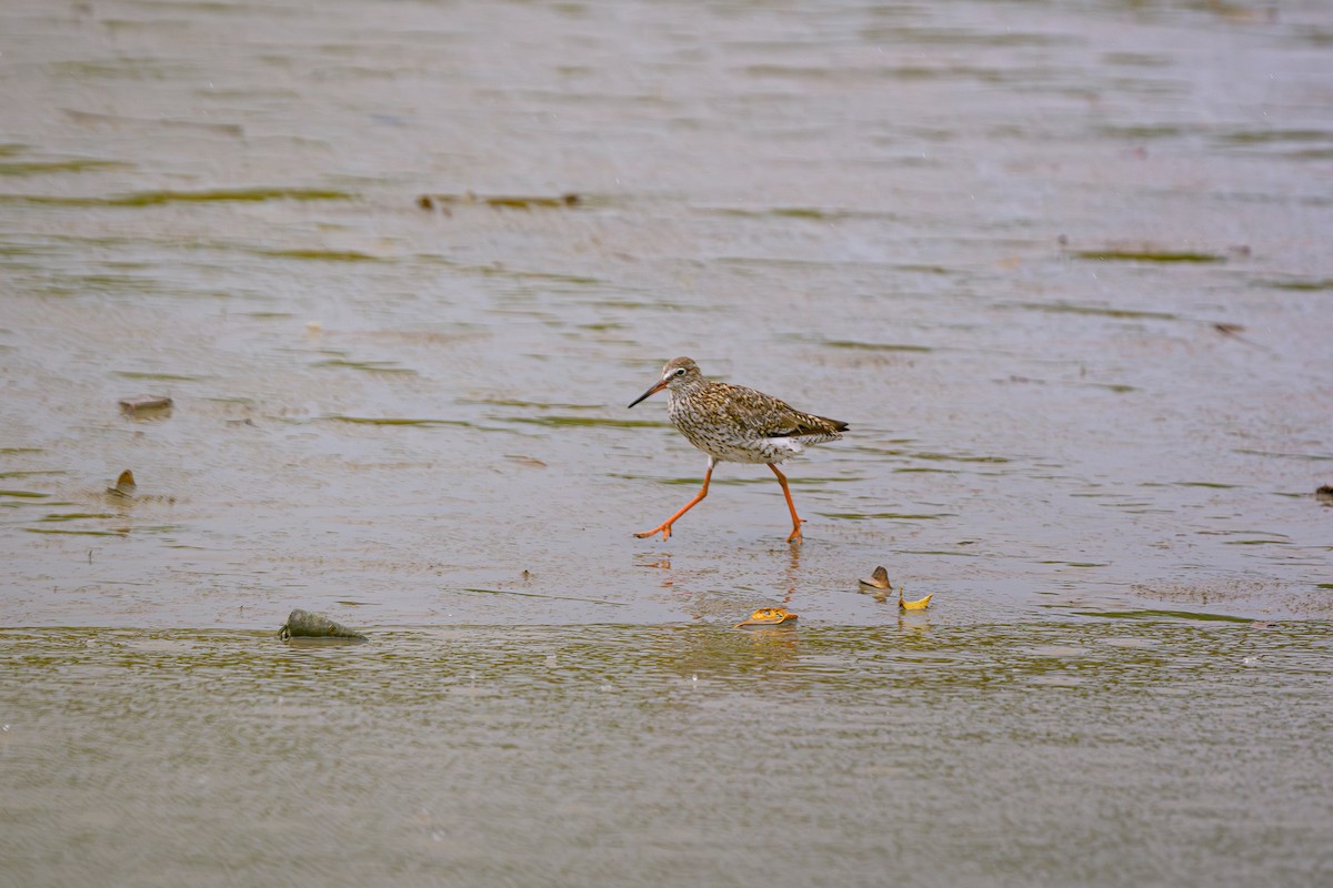 Common Redshank - ML624189126