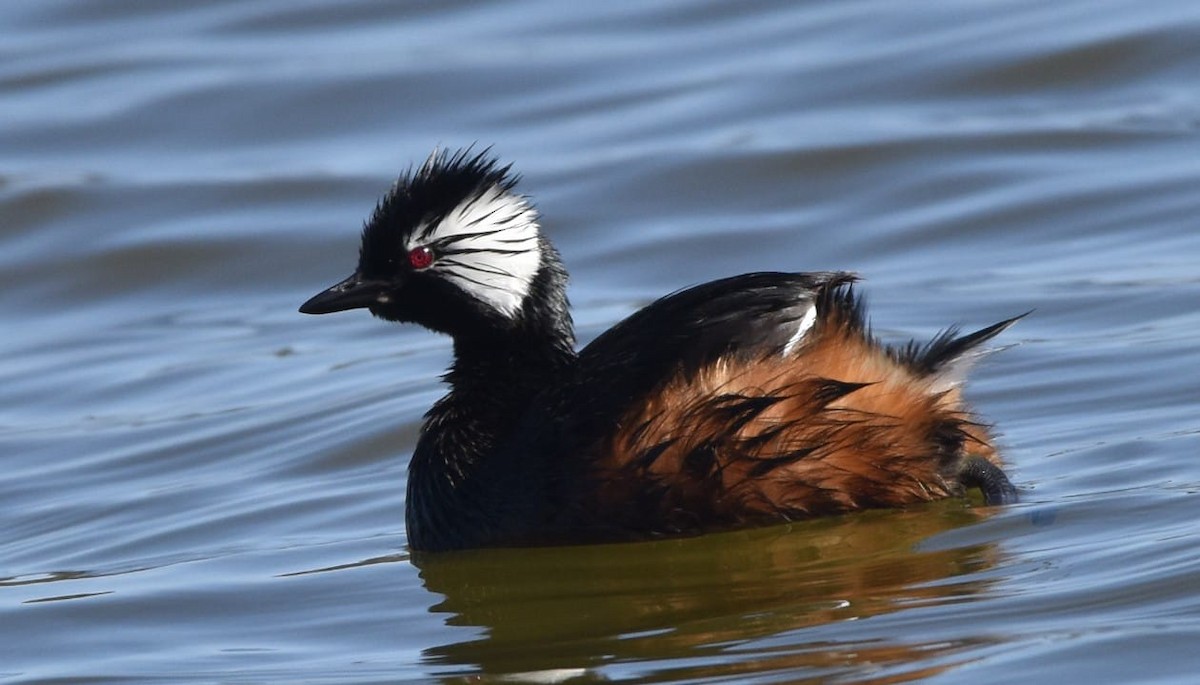 White-tufted Grebe - ML624189142