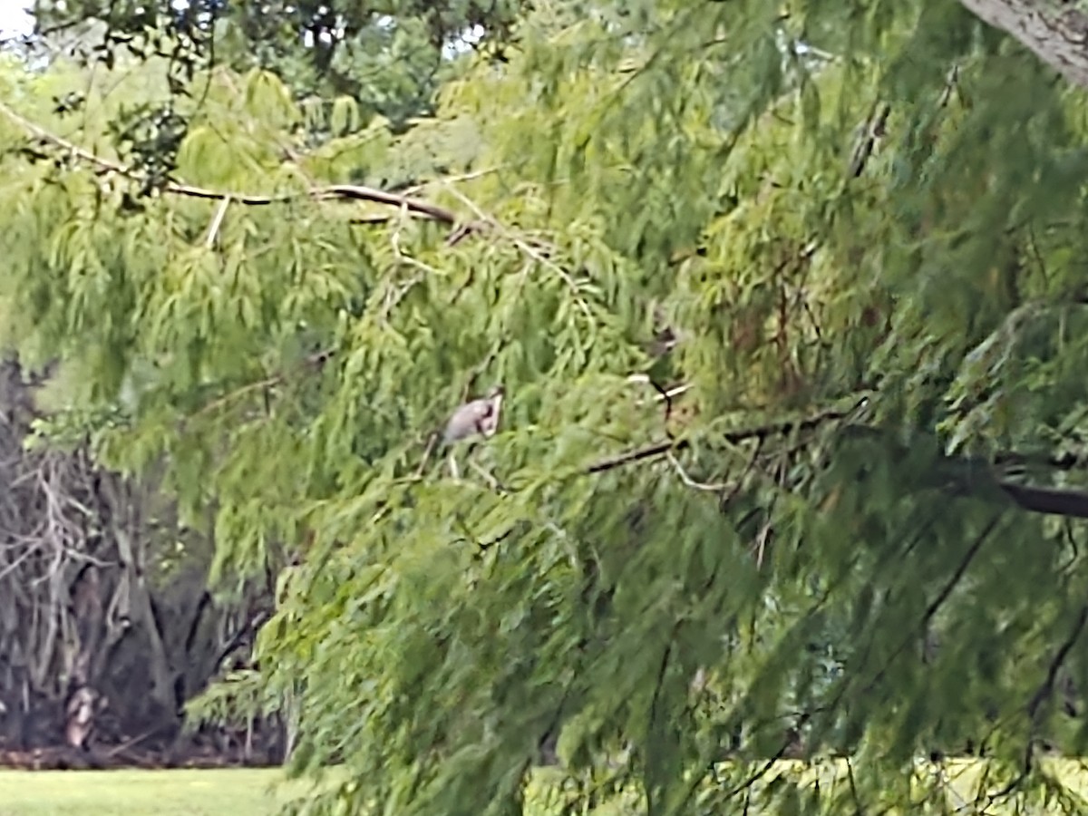 Tricolored Heron - ML624189149