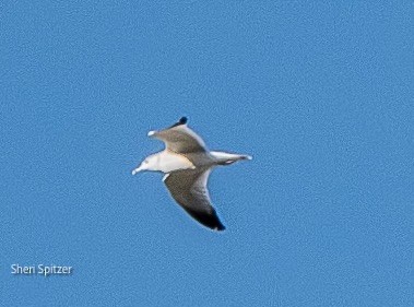 Ring-billed Gull - ML624189150