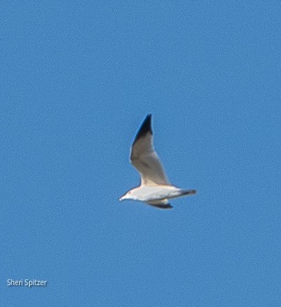 Ring-billed Gull - ML624189151