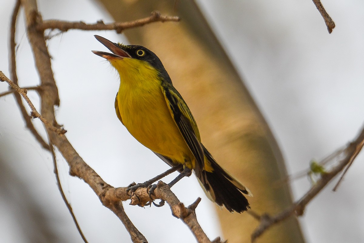 Common Tody-Flycatcher - ML624189153