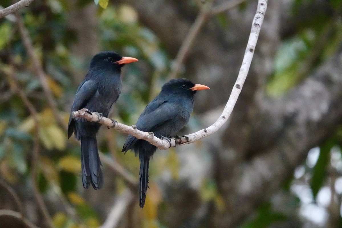 Black-fronted Nunbird - Rainer Ruess