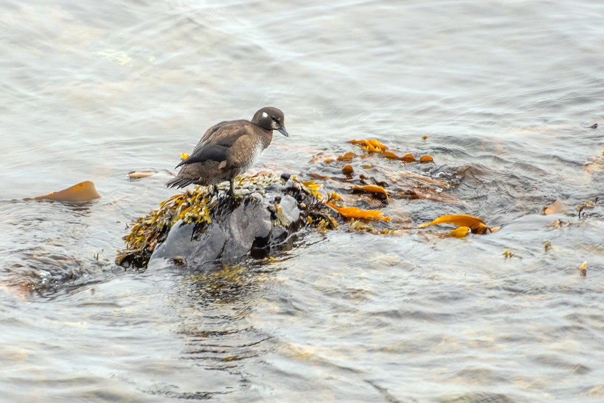 Harlequin Duck - ML624189160