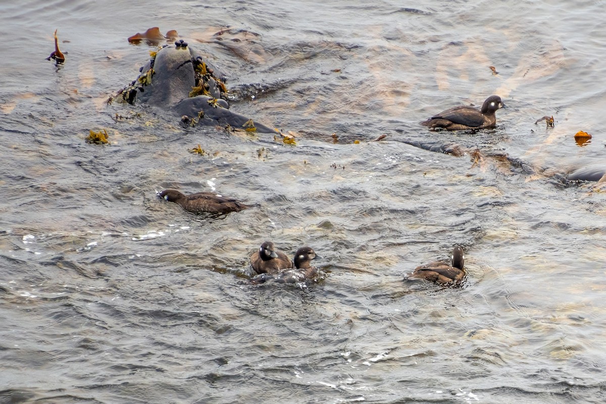 Harlequin Duck - ML624189161