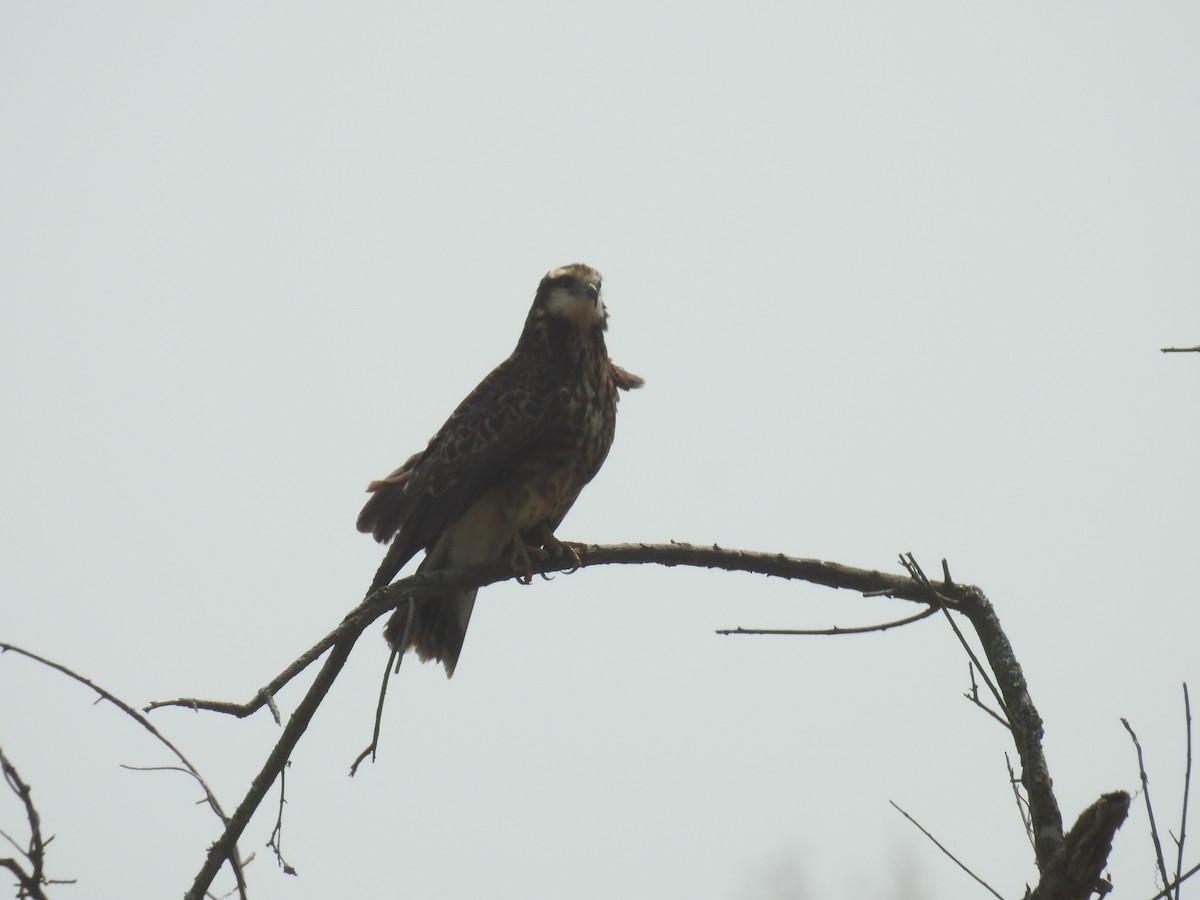 Snail Kite - ML624189168