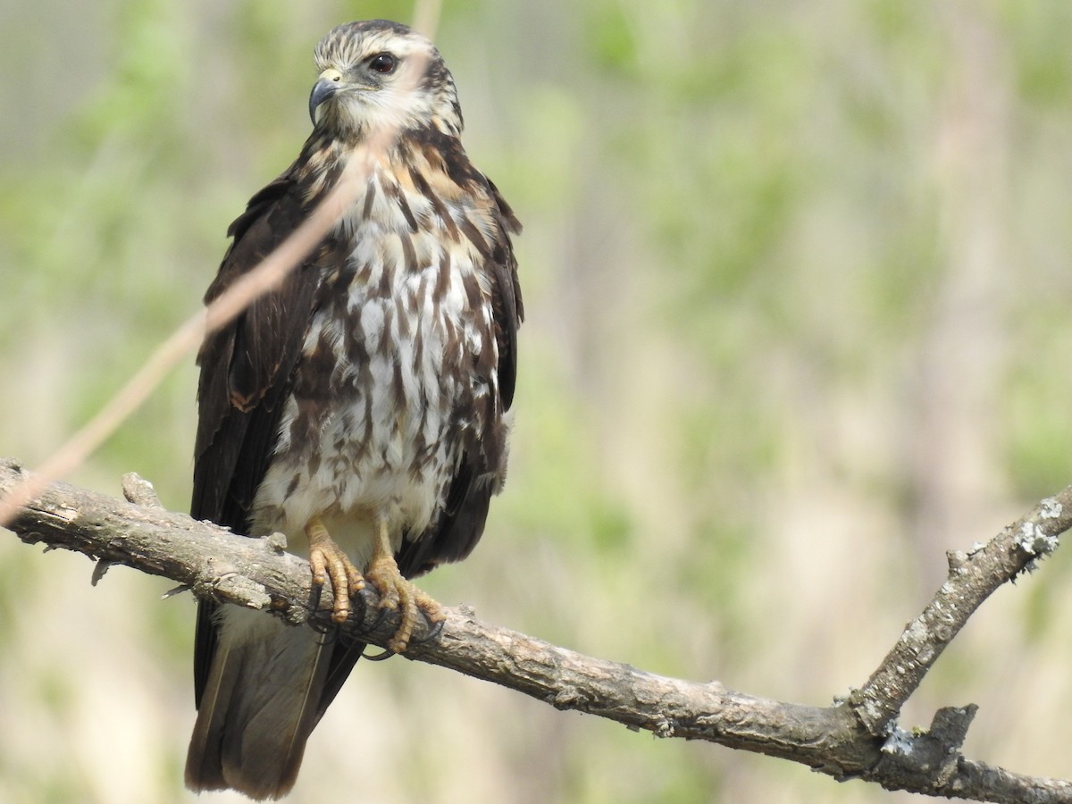 Snail Kite - ML624189169