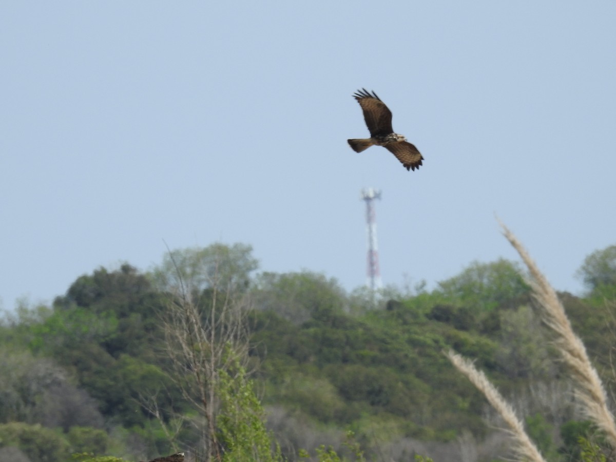 Snail Kite - ML624189170