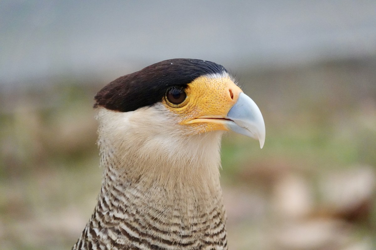 Caracara huppé (plancus) - ML624189172