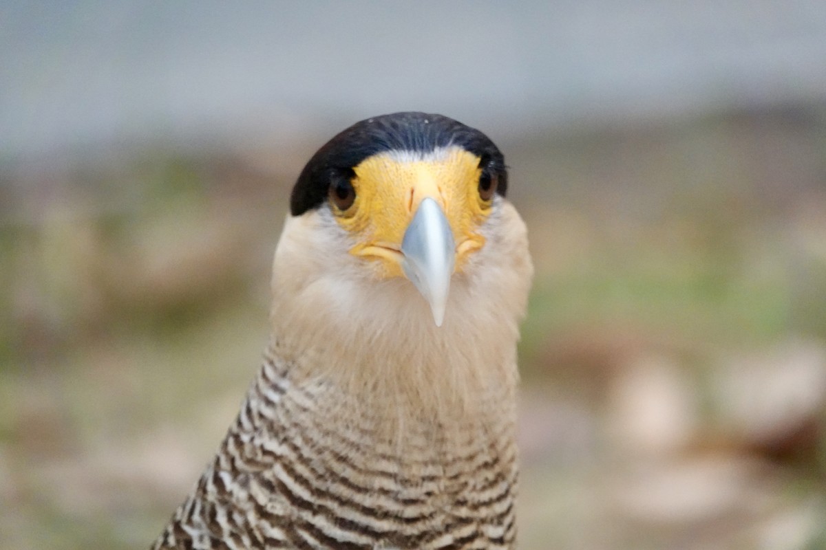 Caracara huppé (plancus) - ML624189173