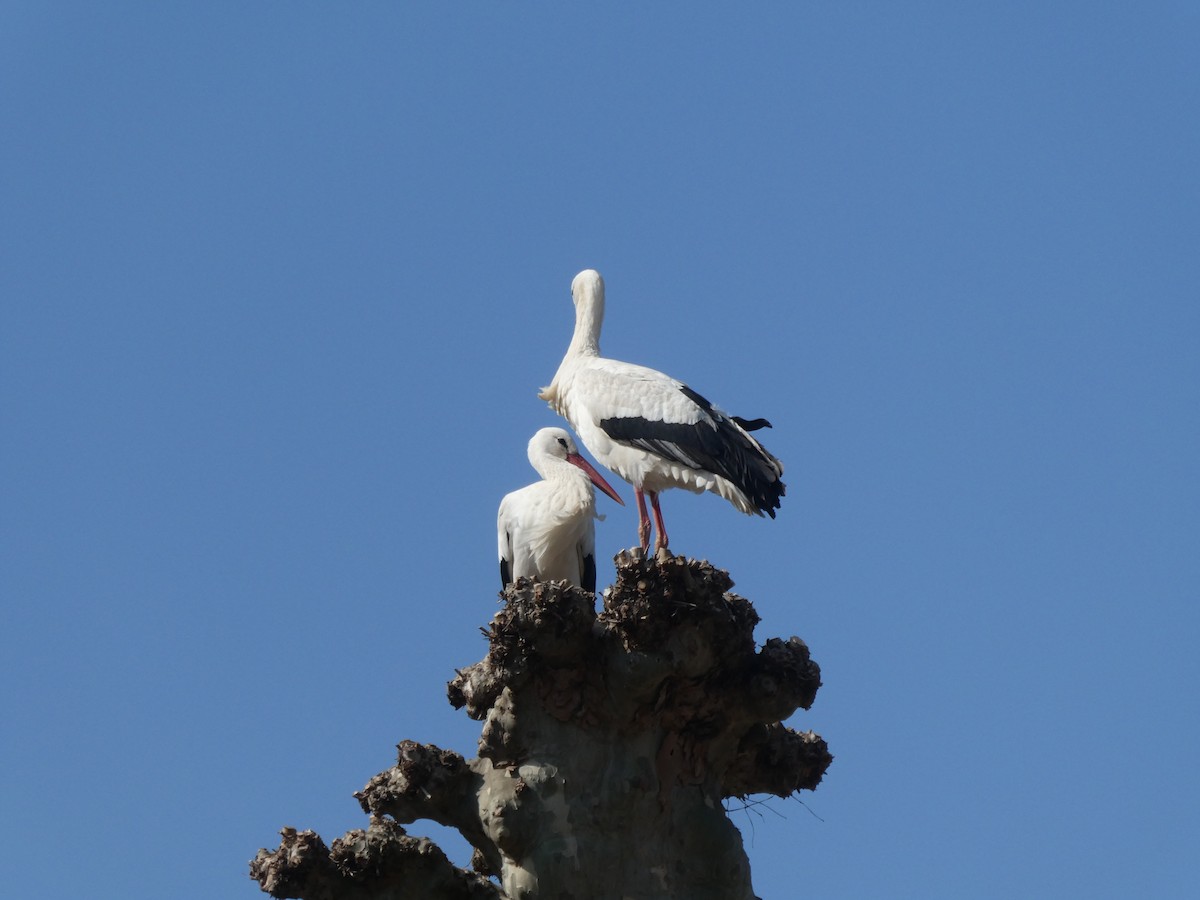 White Stork - ML624189176