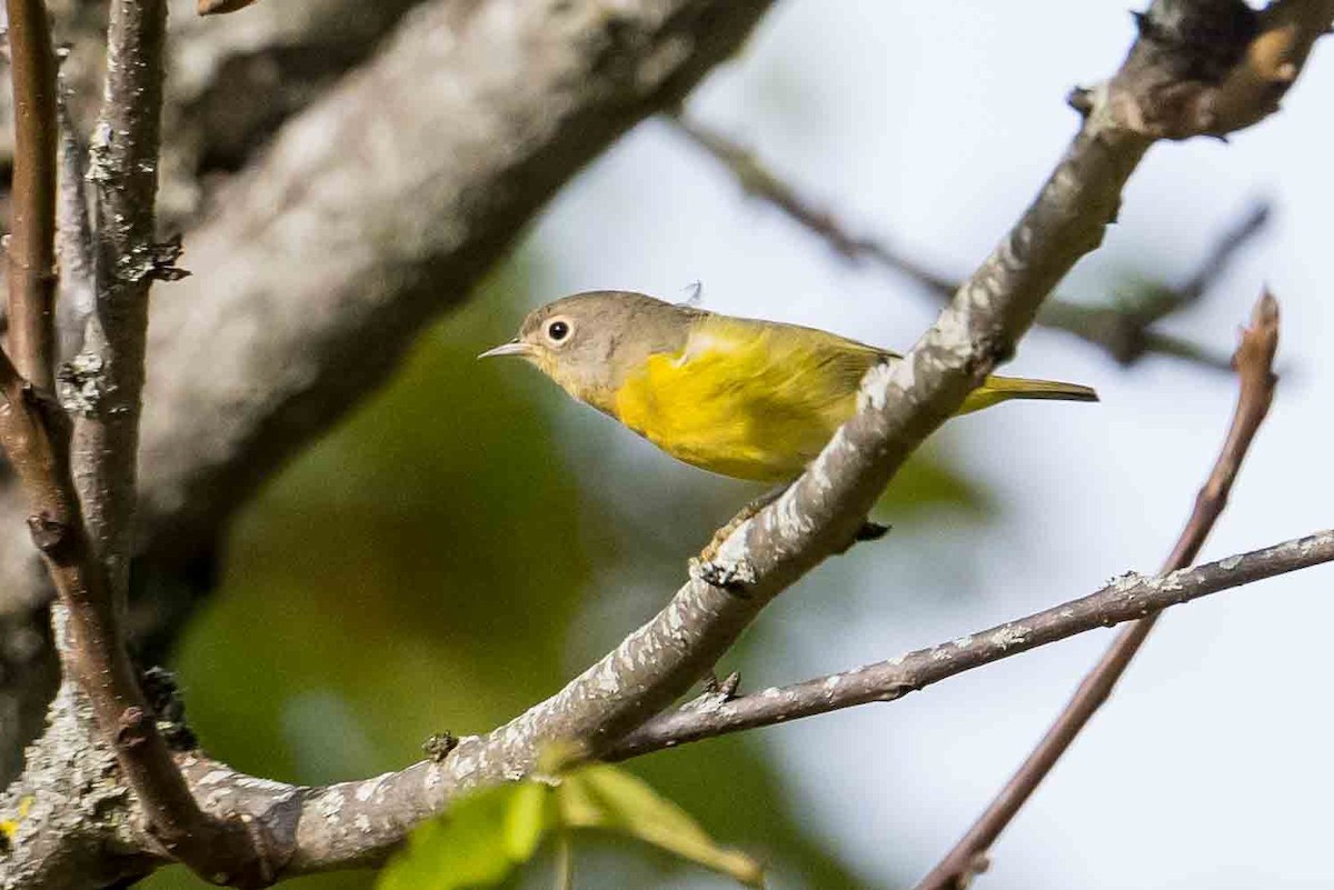 Nashville Warbler - ML624189181