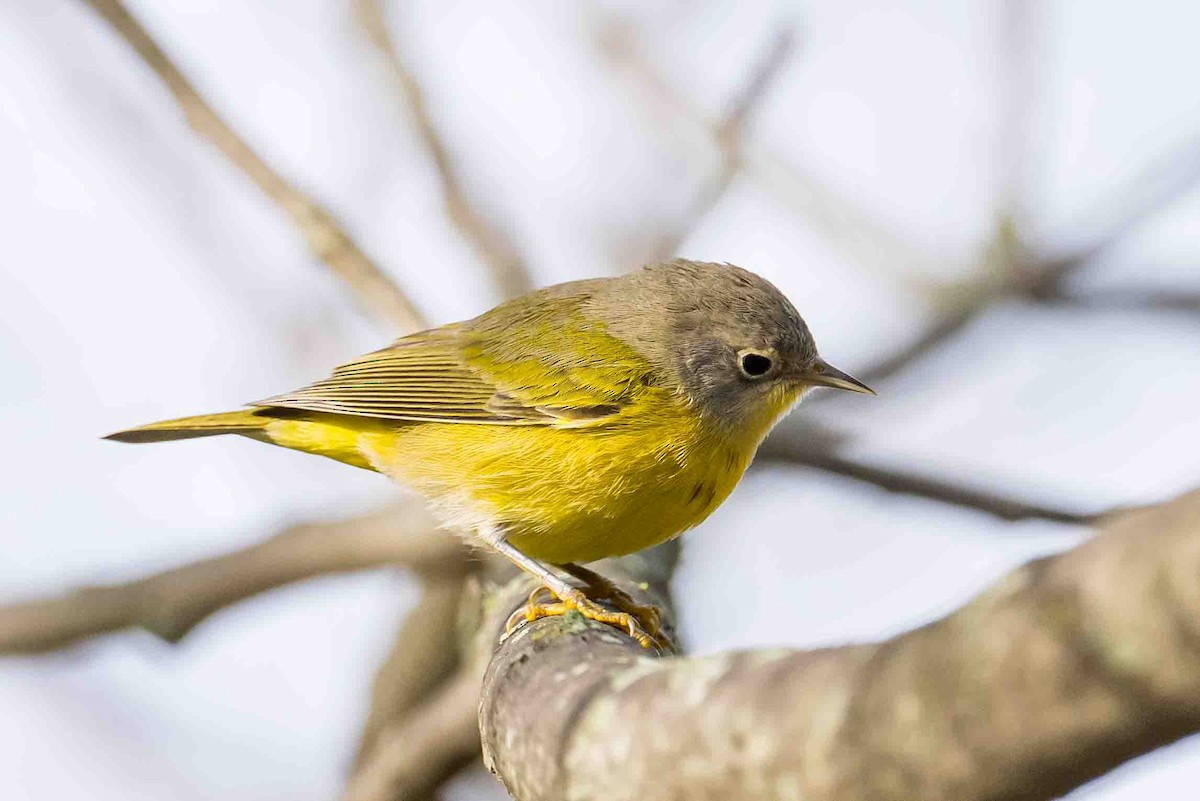 Nashville Warbler - ML624189182