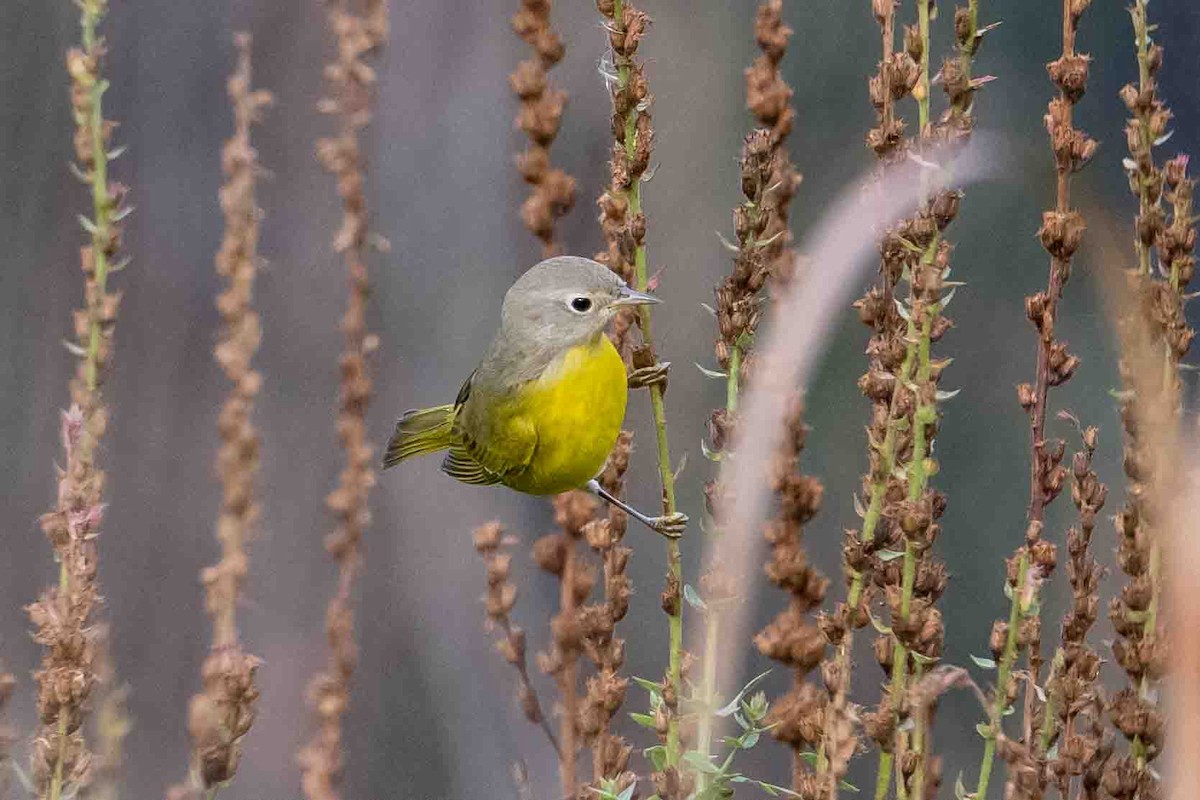 Nashville Warbler - ML624189183