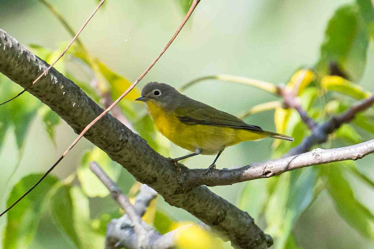 Nashville Warbler - ML624189184