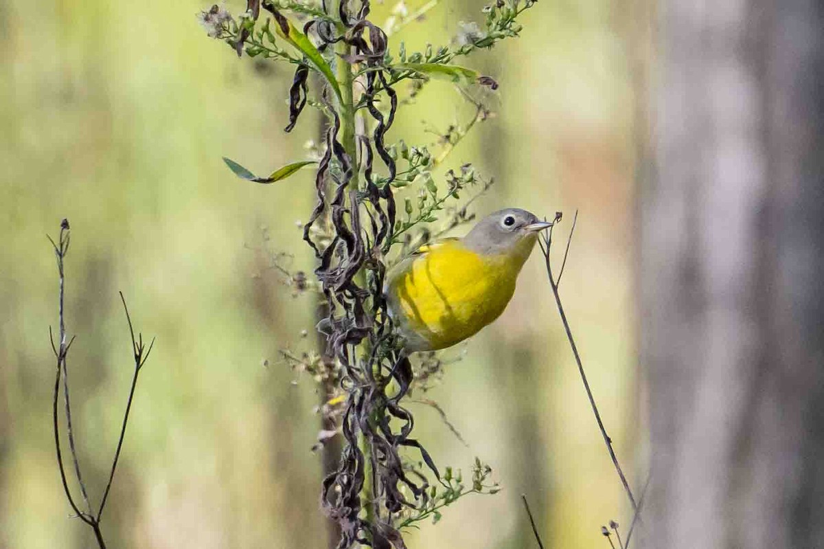 Nashville Warbler - ML624189185