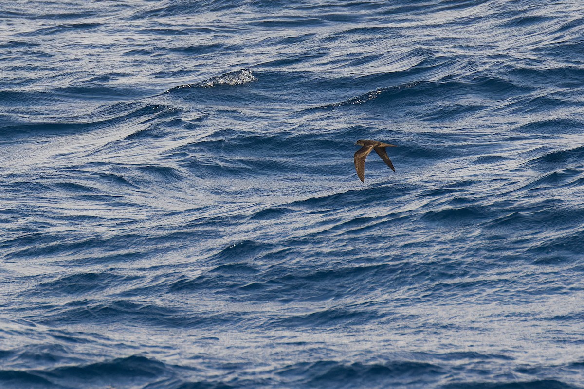 Bulwer's Petrel - ML624189192