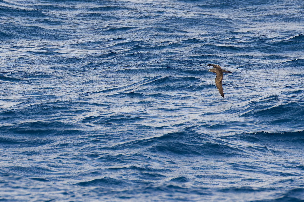 Bulwer's Petrel - Luis Alvarez