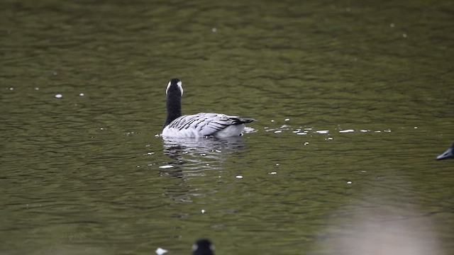 Barnacle Goose - ML624189199