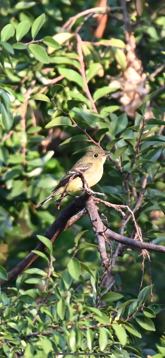 Acadian Flycatcher - ML624189228