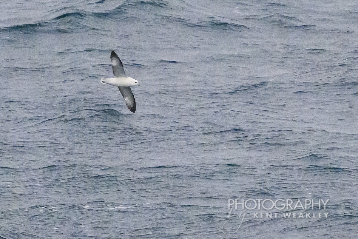 Fulmar boréal - ML624189247