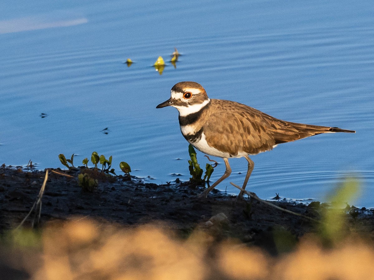 Killdeer - ML624189263