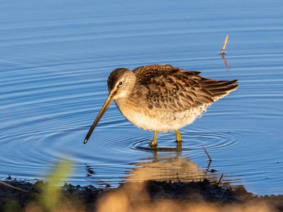 Long-billed Dowitcher - ML624189278