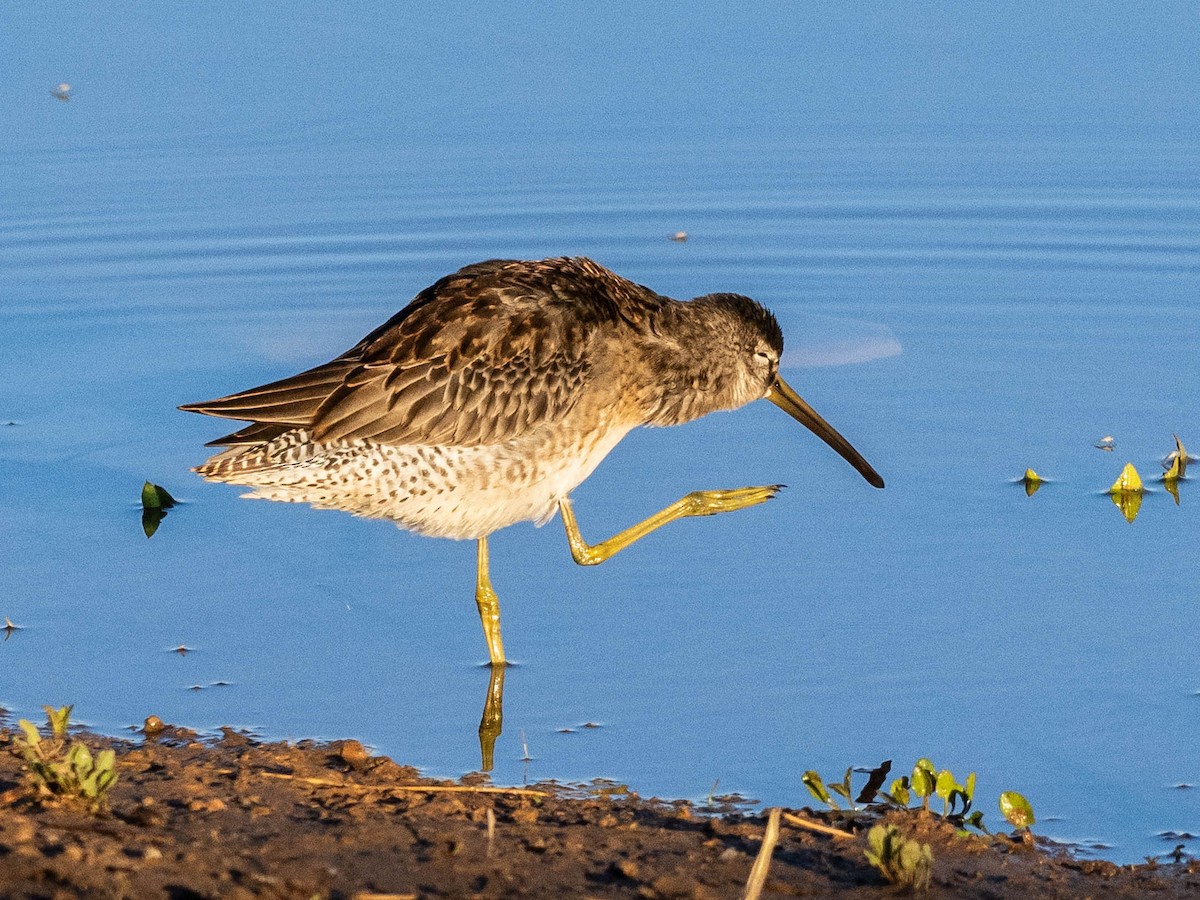 Long-billed Dowitcher - ML624189279