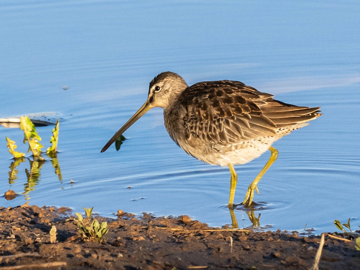 Long-billed Dowitcher - ML624189280