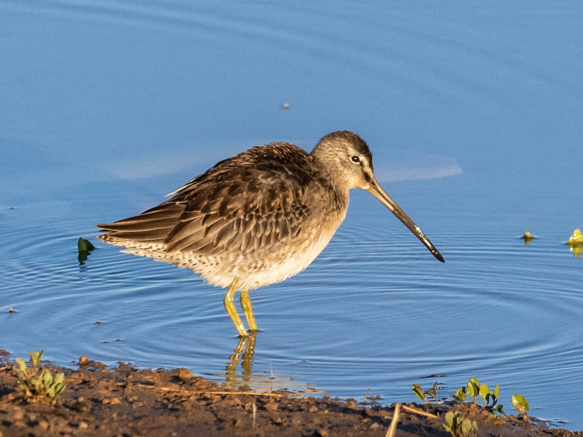 Long-billed Dowitcher - ML624189281