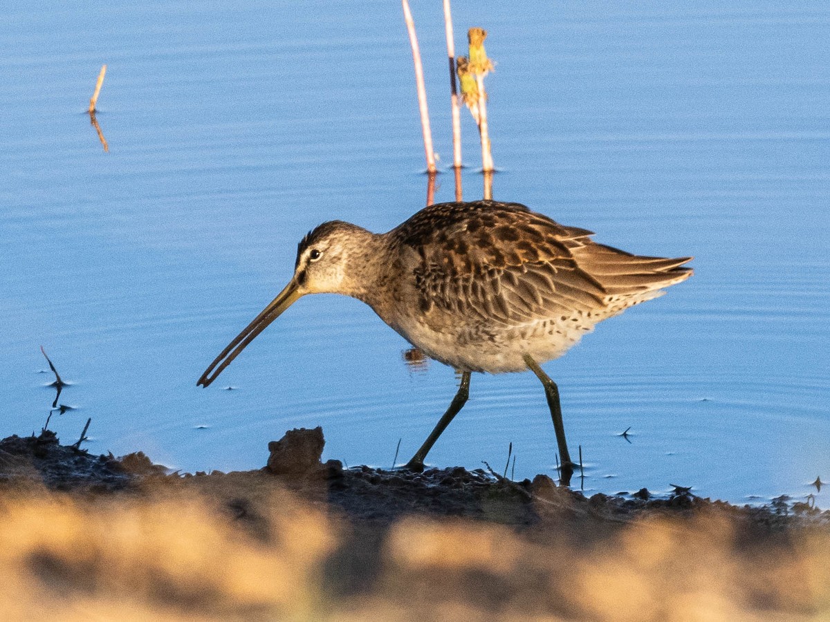 Long-billed Dowitcher - ML624189282