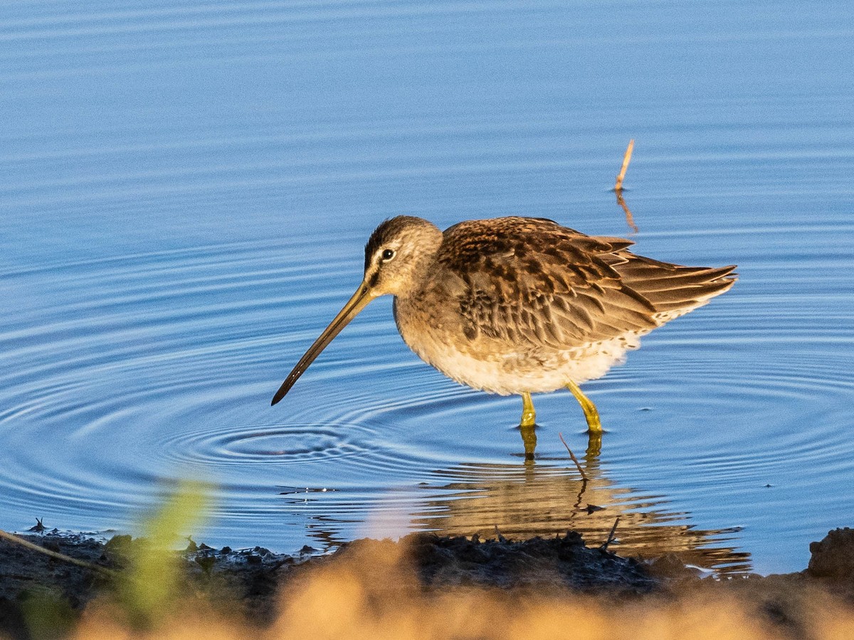 Long-billed Dowitcher - Bob Friedrichs