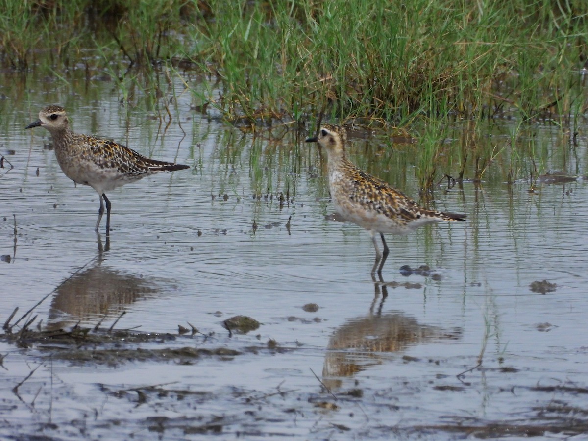 Pacific Golden-Plover - ML624189285