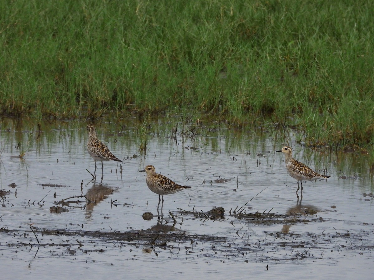 Pacific Golden-Plover - ML624189286