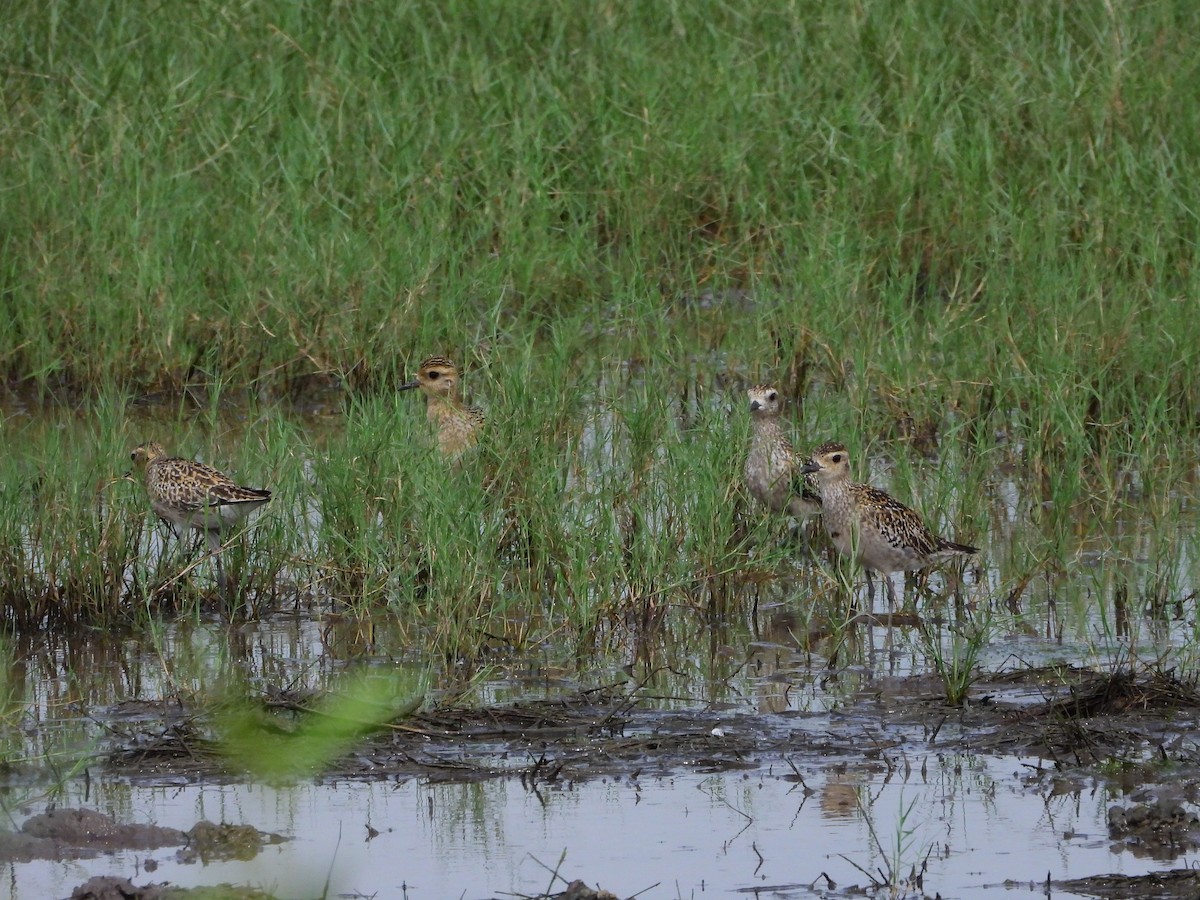 Pacific Golden-Plover - ML624189287