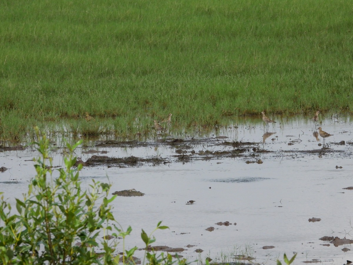 Pacific Golden-Plover - ML624189288